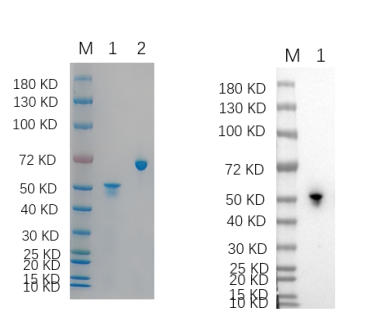 Reducing 4%-20% SDS-PAGE (CBB stained) and WB (Anti-His Mouse Monoclonal antibody) analysis profiles of purified HMGCS2 T91A.
1. HMGCS2 T91A: 1 ug
2. BSA: 1 ug